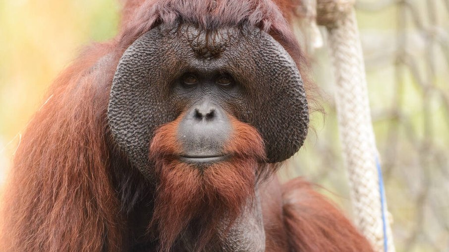Os orangotangos estão entre os animais mais inteligentes do mundo.
