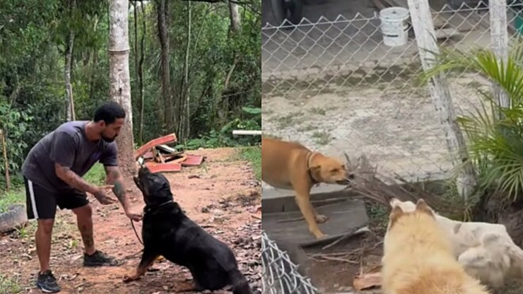"CAPS para cães": escola trata ansiedade e depressão em pets