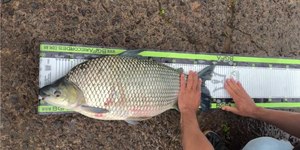 Pescador bate recorde brasileiro com curimba gigante no Paraná