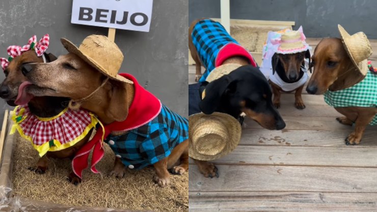 Festa%20junina%20canina%3F%20Pets%20viralizam%20com%20trajes%20caipiras