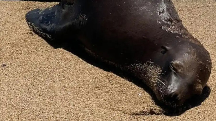 Leão-marinho morto por tiro em praia da Califórnia