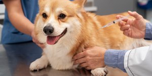 Câmara aprova vacinação obrigatória e gratuita para pets