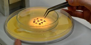 Campinas confirma mais mortes por febre maculosa em casos de 2025