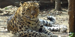 Vídeo: leopardo é capturado após matar mulher e ferir agricultor