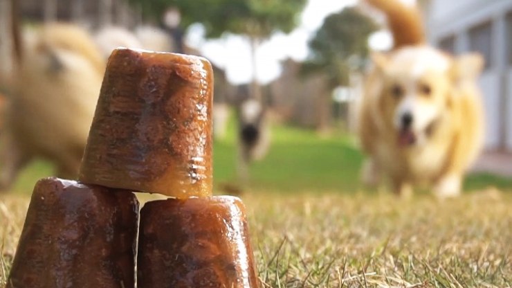 Alimentação úmida ajuda pets a enfrentar o calor