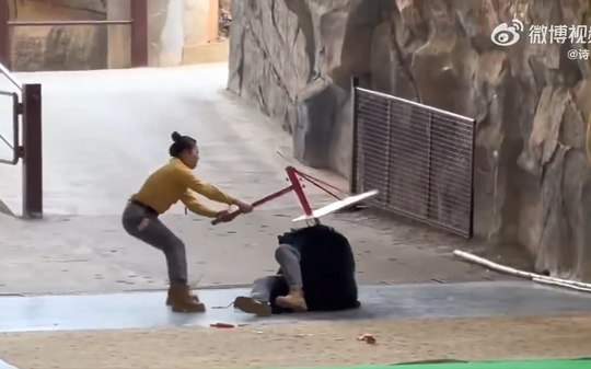 VÍDEO: urso ataca tratador durante apresentação em zoológico