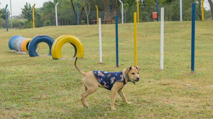 O pet park possui 2.180 m2 com gramado, brinquedos para a cachorrada, portão com duas etapas e bancos onde os tutores que não quiserem acompanhar a correria podem se sentar e curtir a folia dos bichos.