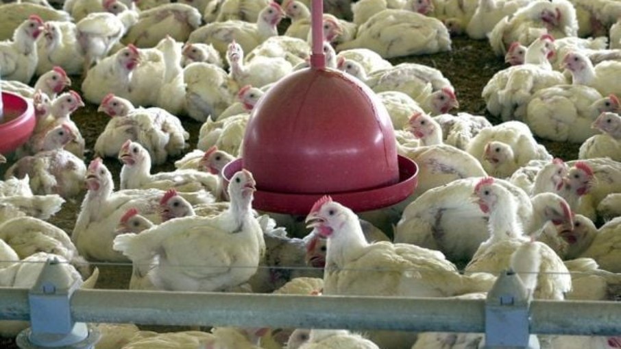 Gripe aviária no Brasil