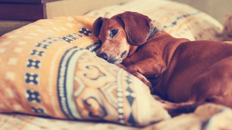 cancer de próstata em cachorro cancer de próstata em cachorro