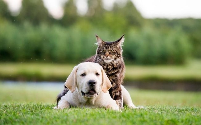 Animais de estimação: cães são maioria, mas gatos ganham espaço