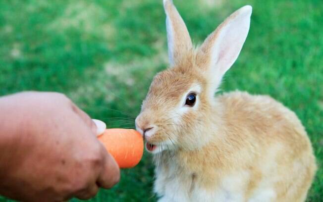 A dieta dos coelhos é composta principalmente por vegetais 