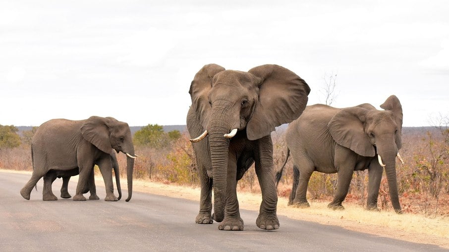 Elefantes são considerados os animais mais inteligentes do mundo