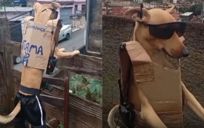 Cachorro leva trabalho de segurança a sério e monitora rua Cy9nl7wa7ov2uysfss1x3zo5o