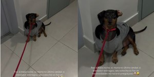 Salsichinha se recusa a usar escada após elevador quebrar