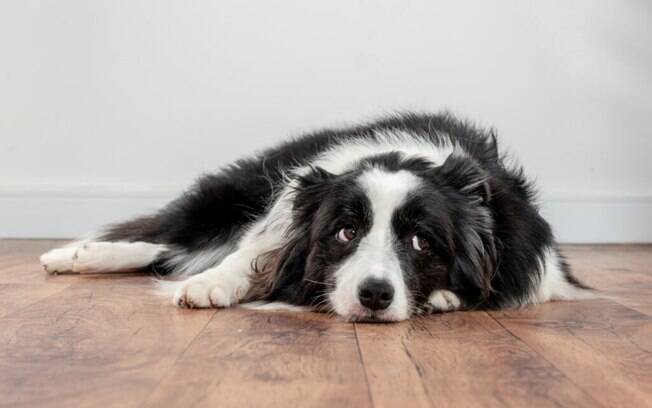 5 doenças comuns em cães idosos: confira os sintomas e como tratar