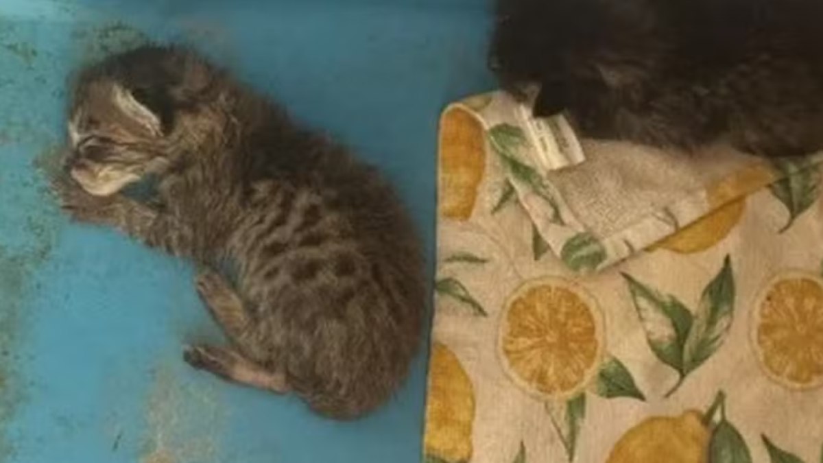 Professora é investigada por dar filhote de gato para cobra se alimentar Professora é investigada por dar filhote de gato para cobra se alimentar