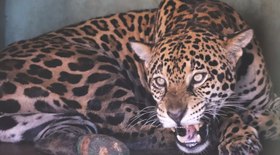 Relembre celebridades que mudaram a cor dos olhos