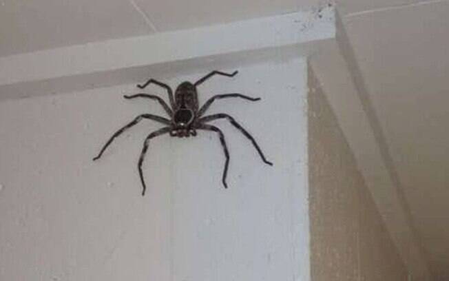 Aranha gigante na Austrália