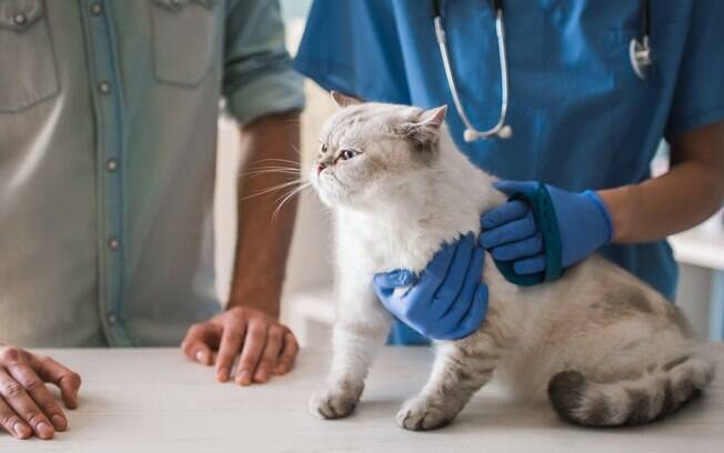 Leve o gatinho regularmente ao veterinário para a realização de exames de rotina e fique atento a sua sáude