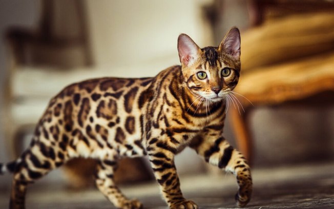 4 características do gato da raça bengal