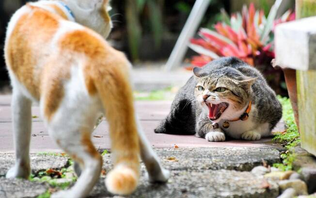 Os gatos não suportam o cheiro de outros felinos, pois são muito territorialistas e se sentem ameaçados