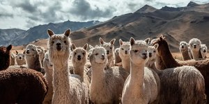 Como diferenciar vicunha, alpaca, guanaco e lhama