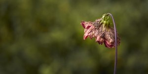 De que forma a poluição sonora impacta na vegetação? Entenda