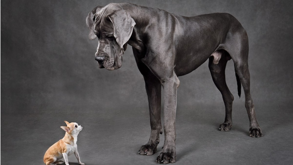 Cachorro grande vive menos? Saiba o que dizem especialistas