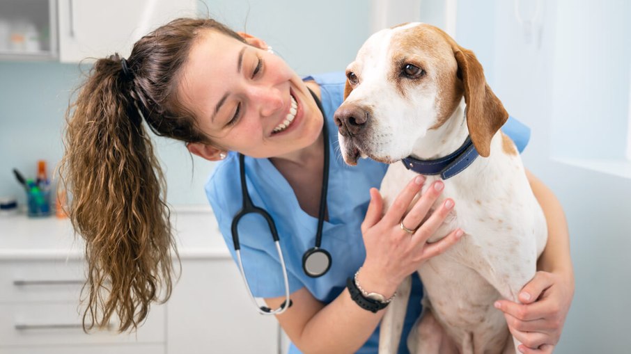 O Projeto de Lei 340/2023 visa restituir tutores de valores gastos em impostos com serviços veterinários