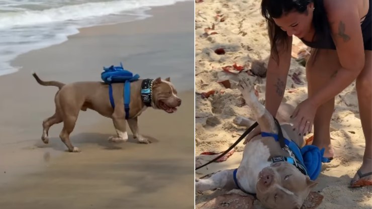 Pitbull encanta ao passear na praia com mini mochila nas costas