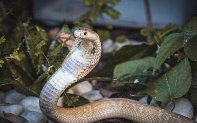 Uma das fotos do ensaio fotográfico da cobra naja que picou estudante de 22 anos