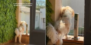 Cachorro fofoqueiro ganha janela exclusiva para ver a vizinhança