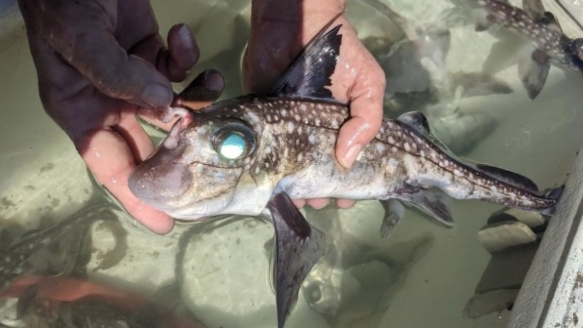Cientistas descobrem peixe com dentes na testa