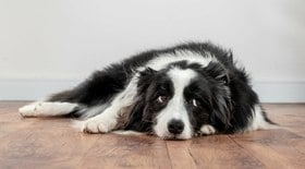 6 sinais que os cachorros dão quando estão prestes a morrer