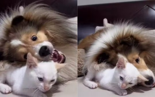 Gatinho e cachorrinha viram melhores amigos em 15 dias