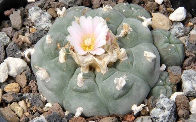 Cactus peiote ou mescal, comum no território dos EUA até o centro do México. Tem sido usado por séculos pelos efeitos psicodélicos experimentados quando ingerido
