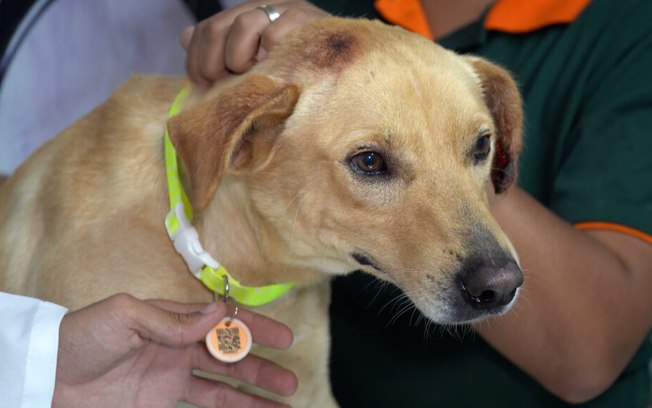 Animais recebem coleira com QR Code em Santana de Parnaíba
