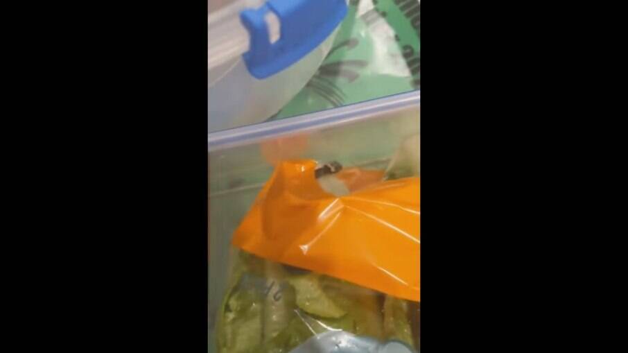  Cobra venenosa aparece em compra de supermercado na Austrália; assista