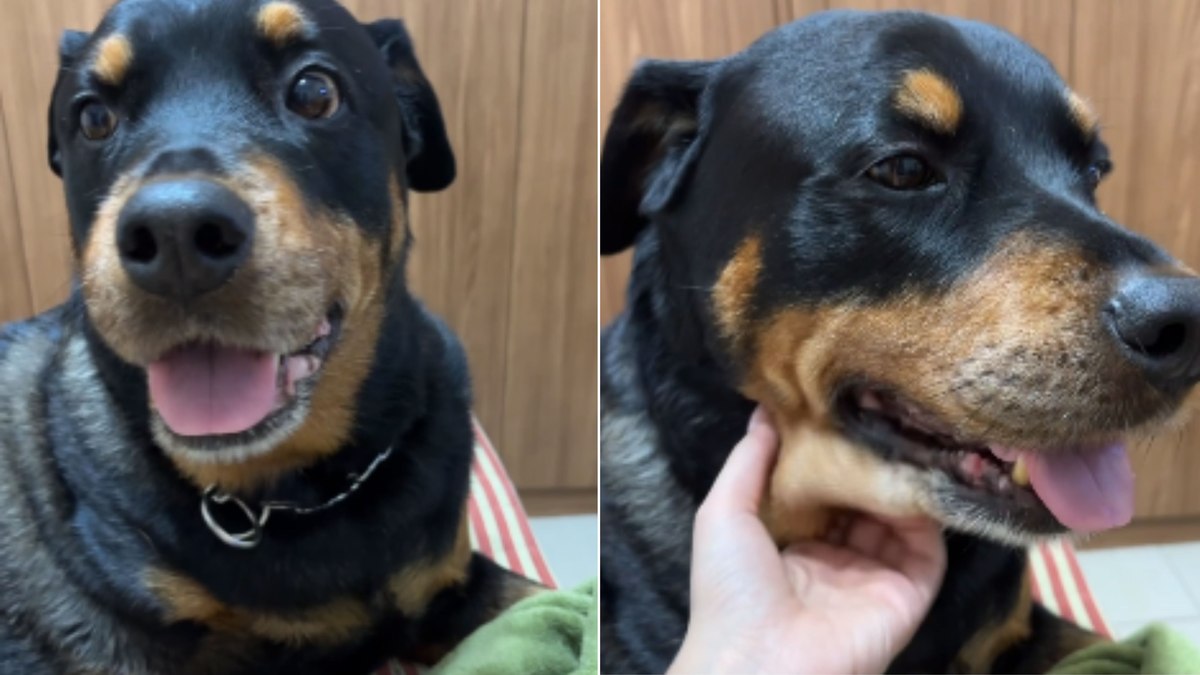 Cachorrinha movimenta membro amputado ao ouvir antigo comando Cachorrinha movimenta membro amputado ao ouvir antigo comando