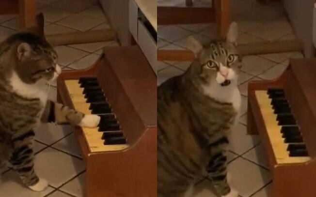 Gato tocando piano