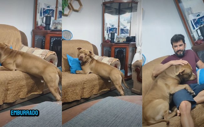 Pitbull se emburra ao ter pedido de brincadeira negado pelo tutor D0kccsvg87ybnm0yhq2awfnco