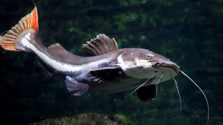 Pirara