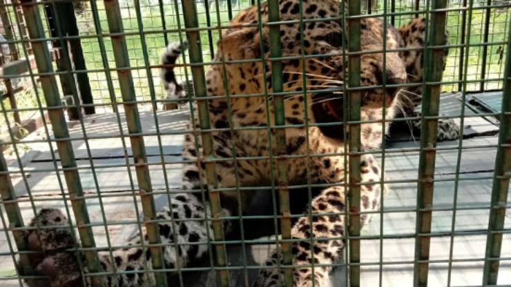 Vídeo: leopardo é capturado após matar mulher e ferir agricultor