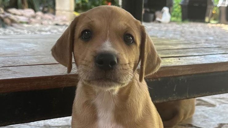 Valinhos abre inscrições para castração gratuita de cães e gatos
