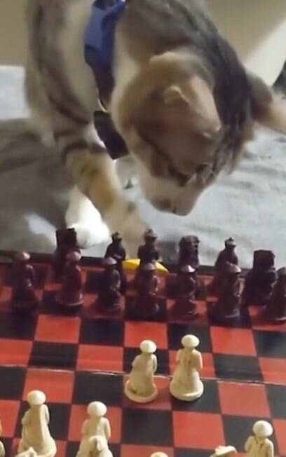 Vídeo de gato jogando xadrez surpreende