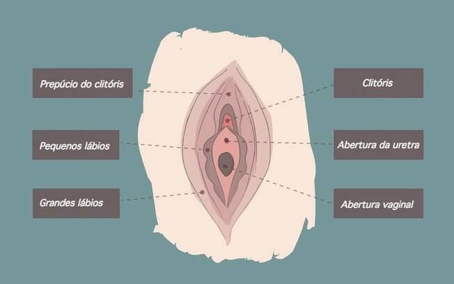Tem gente que chama de pepeca, outros de piriquita ou até de margarida, mas a verdade é que essa aí de cima é a vulva