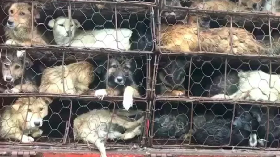 Cães resgatados quando seriam levados para festival da carne de cachorro em Yulin, na China