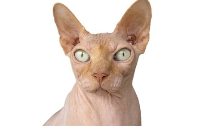 Gato Sphynx