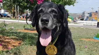 Zeca%2C%20c%C3%A3o%20de%20resgate%20de%20Brumadinho%2C%20morre%20aos%2016%20anos