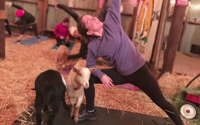 Prática do ioga acompanhada por cabras têm conquistado não só os praticantes como também os internautas